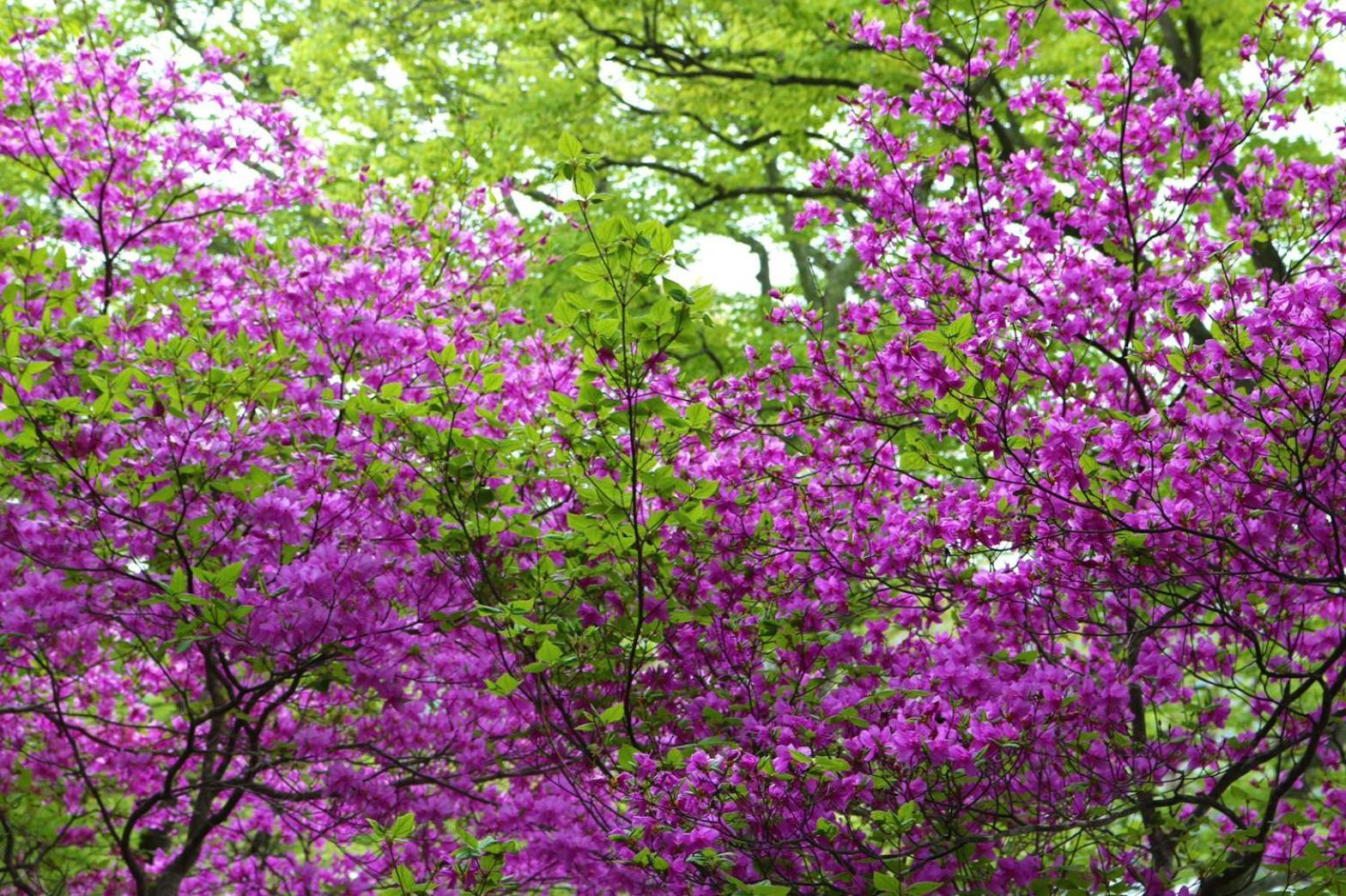 Hatago Nagomi Hotel Nikko Buitenkant foto